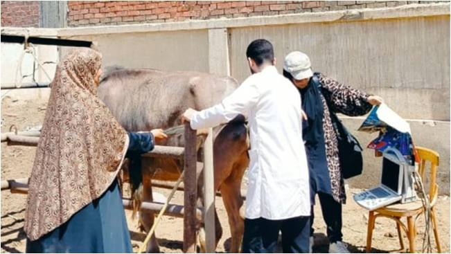 "الزراعة": إجراء التلقيح الاصطناعي لأكثر من 47 ألف رأس ماشية خلال يوليو