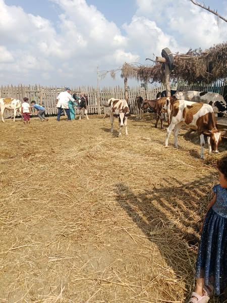 "البحوث الزراعية" ينظم 147 ندوة إرشادية للنهوض بالثروة الحيوانية والداجنة في 16 محافظة