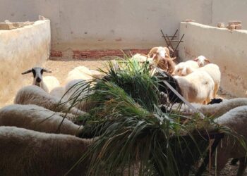 "بحوث الصحراء" يواصل جهود وتجارب توفير الأعلاف بديلة بالاعتماد على المخلفات الزراعية والنباتات الملحية بجنوب سيناء