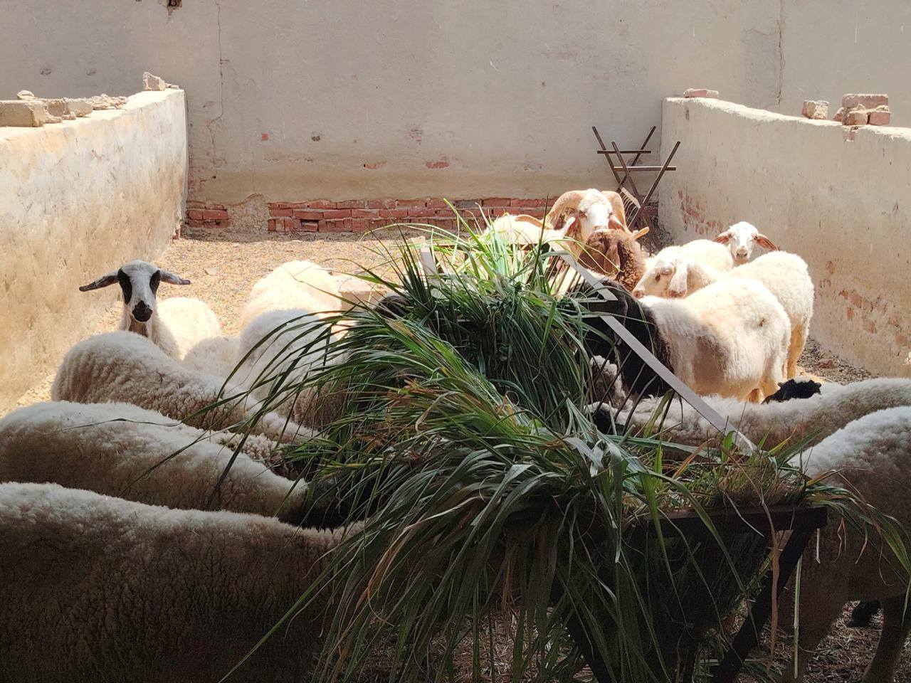 "بحوث الصحراء" يواصل جهود وتجارب توفير الأعلاف بديلة بالاعتماد على المخلفات الزراعية والنباتات الملحية بجنوب سيناء