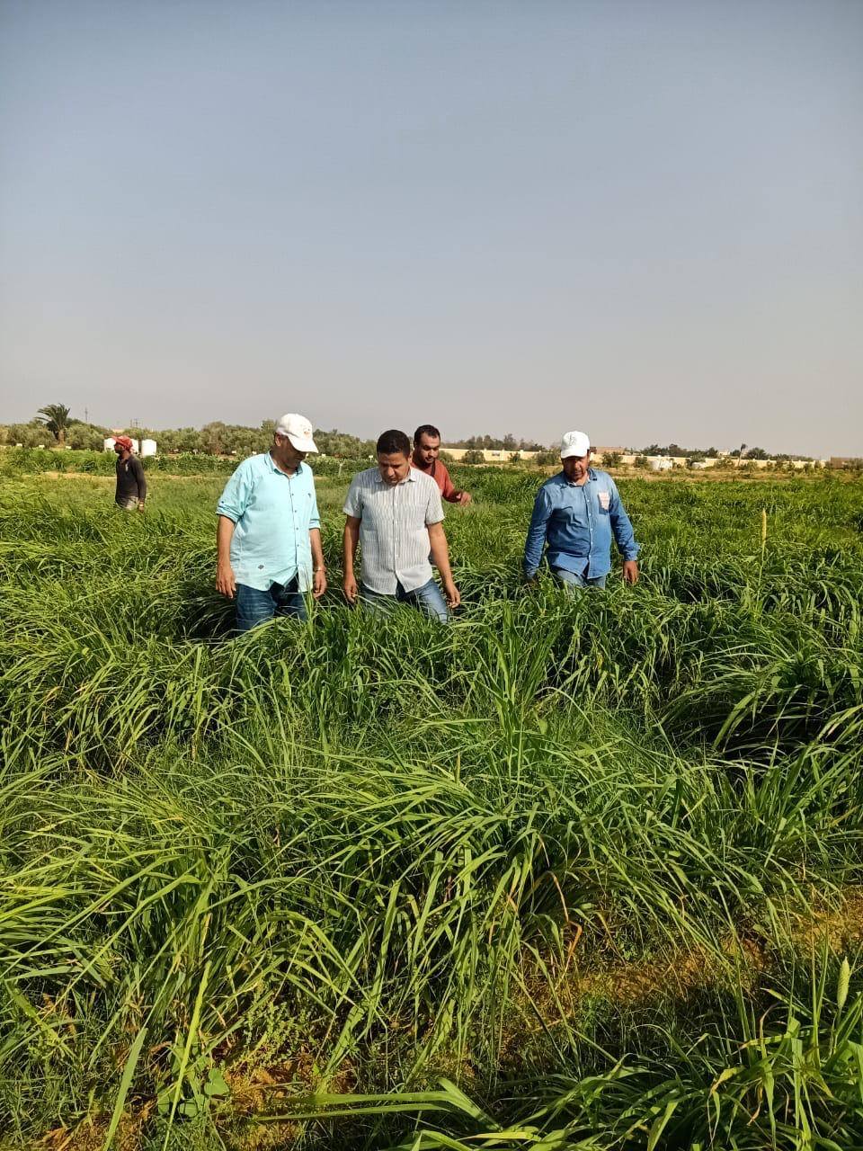 "بحوث الصحراء" يواصل جهود وتجارب توفير الأعلاف بديلة بالاعتماد على المخلفات الزراعية والنباتات الملحية بجنوب سيناء
