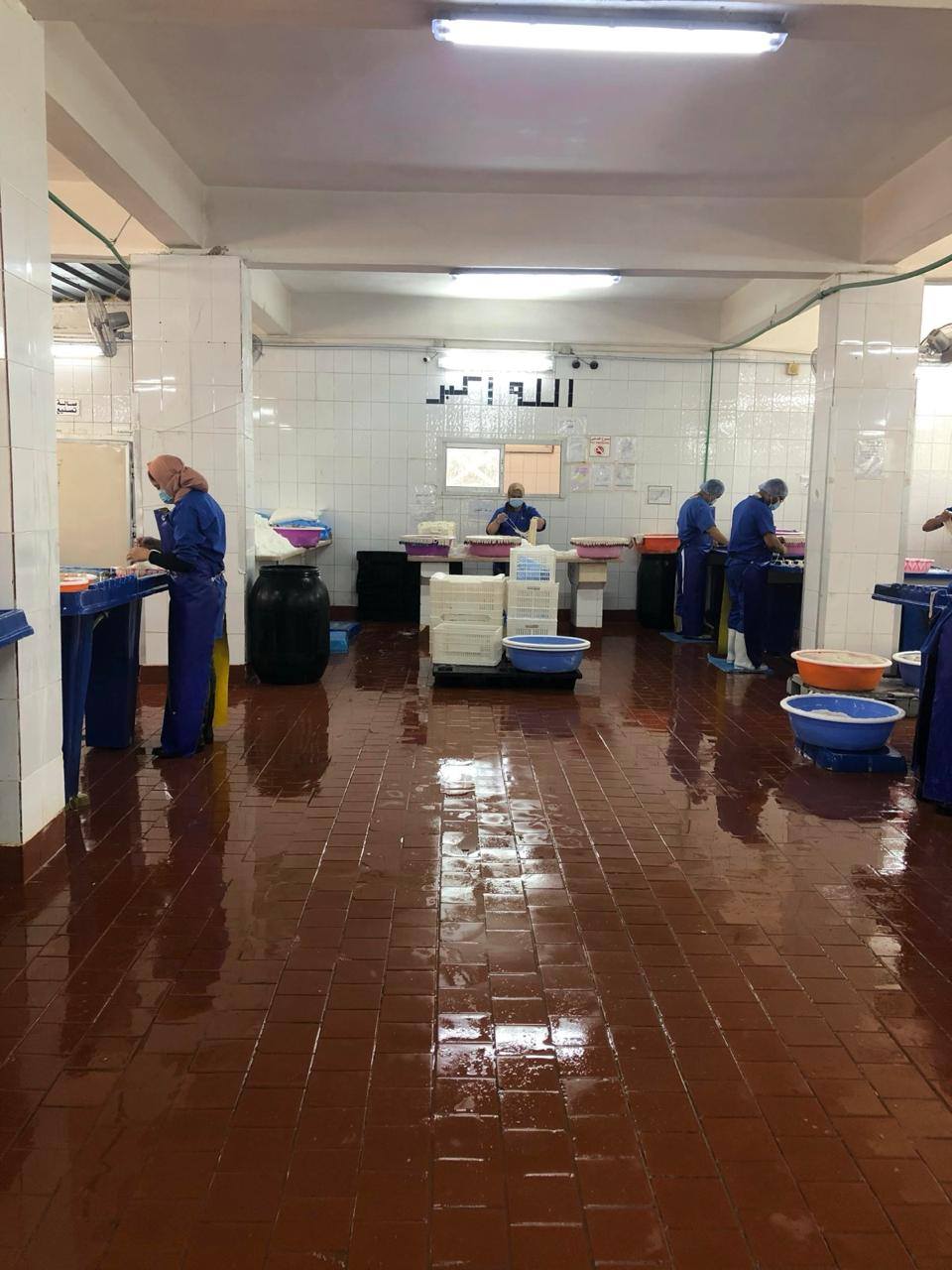 "الزراعة": إنتاج 2736 طنا من مساحيق المخلفات الحيوانية الناتجة عن الذبح خلال يوليو