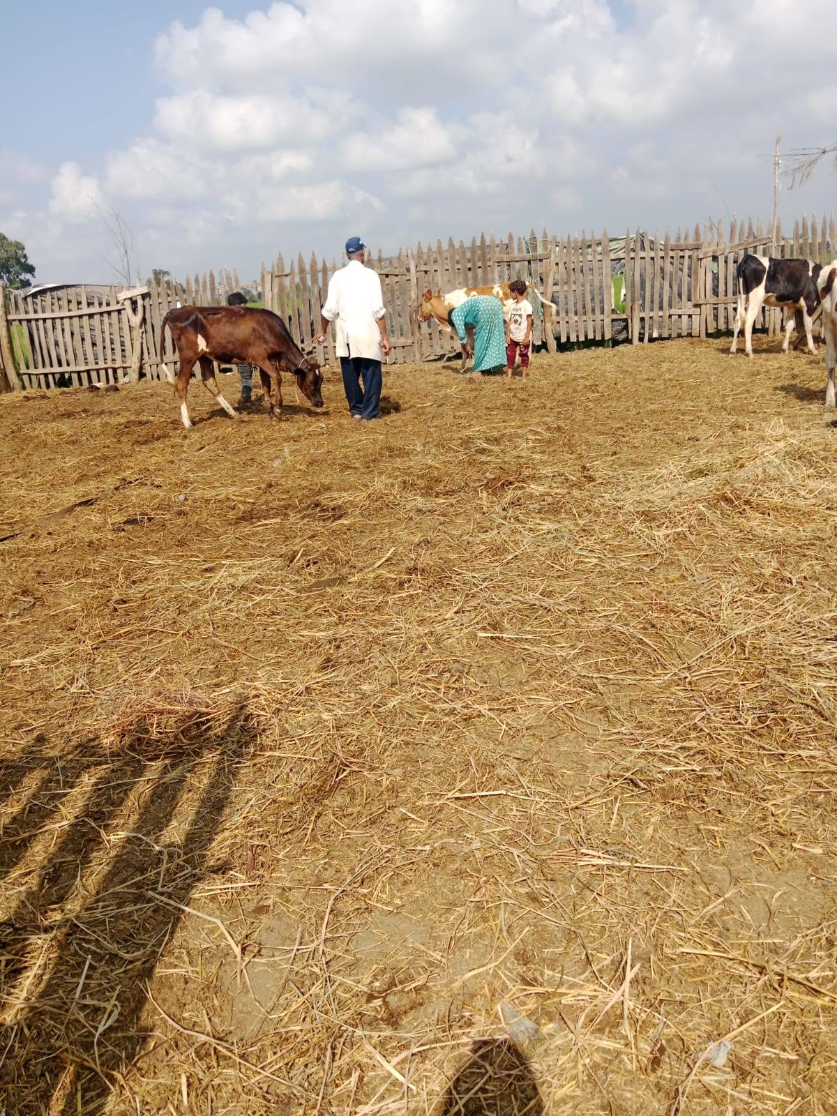 "البحوث الزراعية" ينظم 147 ندوة إرشادية للنهوض بالثروة الحيوانية والداجنة في 16 محافظة