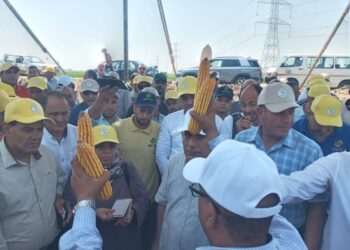 الزراعة تحتفي يوم الحقل السنوي لمحصول الذرة الشامية