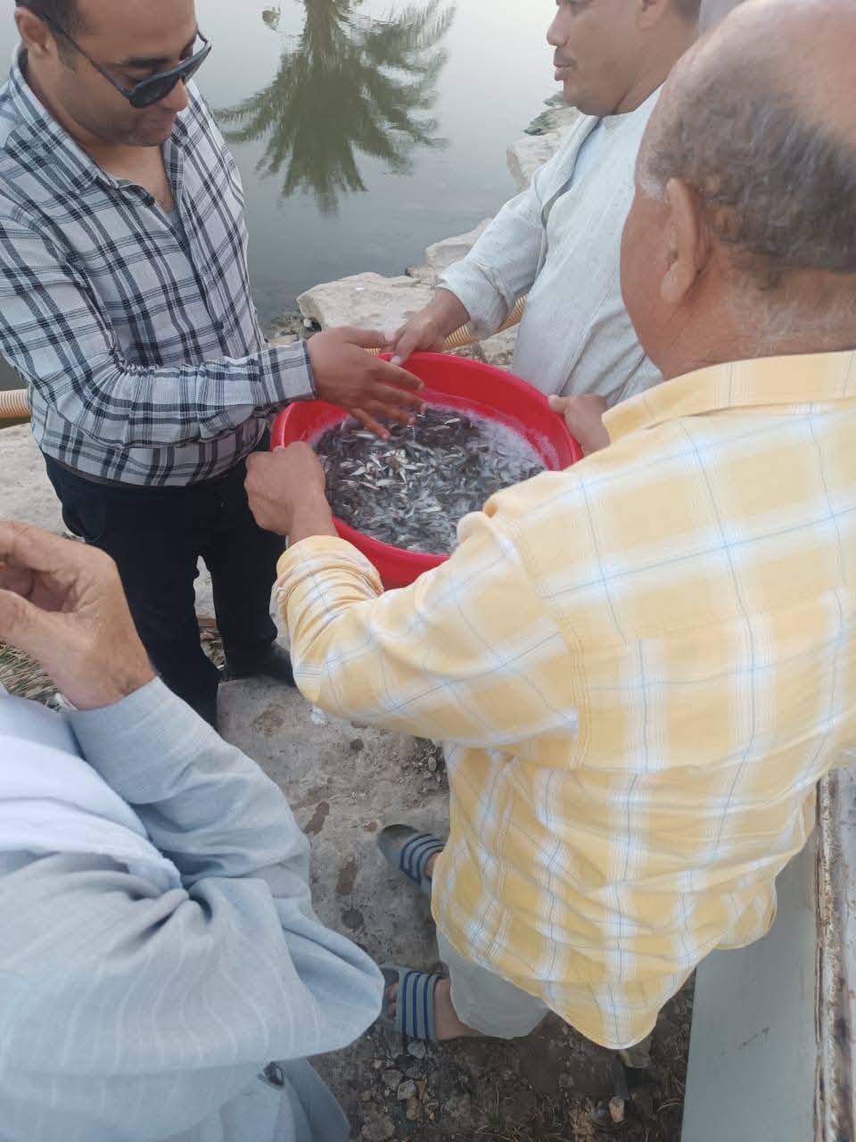 "تنمية البحيرات": إنزال أكثر من مليون زريعة أسماك المبروك في مفرخي بني سويف والمنيا