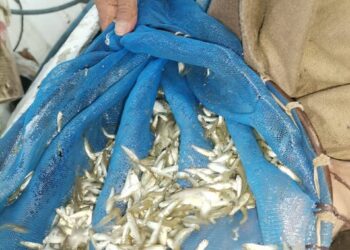 "تنمية البحيرات": إنزال أكثر من مليون زريعة أسماك المبروك في مفرخي بني سويف والمنيا