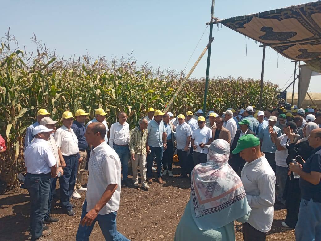 الزراعة تحتفي بيوم الحقل السنوي لمحصول الذرة الشامية