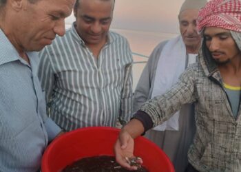 "تنمية البحيرات" يواصل خطة دعم بحيرة وادي الريان بزريعة مبروك حشائش