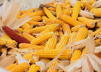 سوفيكون تخفض توقعاتها لإنتاج الذرة الروسية إلى 13.4 مليون طن لعام 2025