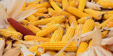 سوفيكون تخفض توقعاتها لإنتاج الذرة الروسية إلى 13.4 مليون طن لعام 2025