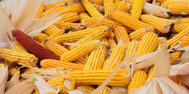 سوفيكون تخفض توقعاتها لإنتاج الذرة الروسية إلى 13.4 مليون طن لعام 2025