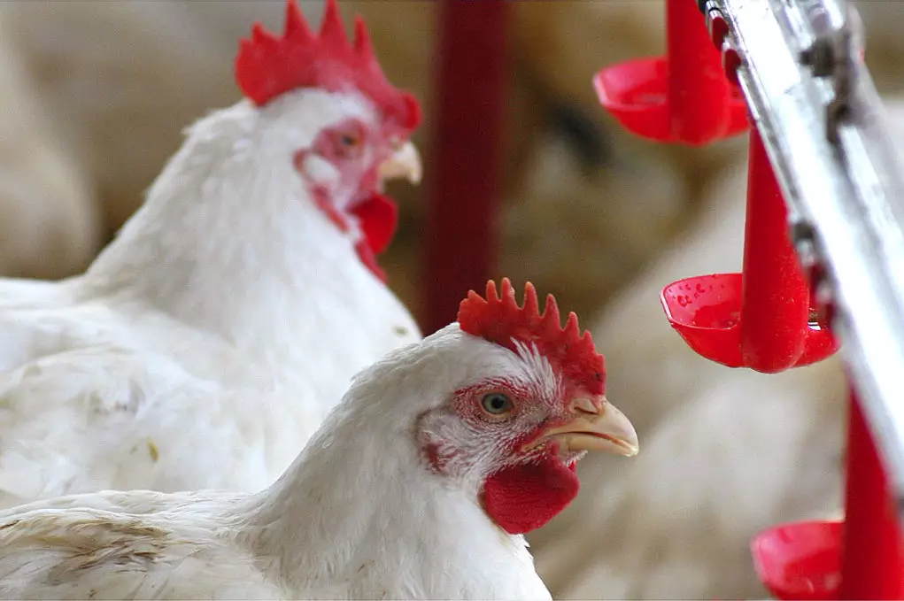 صادرات الدواجن البرازيلية تقترب من 400 ألف طن في يوليو