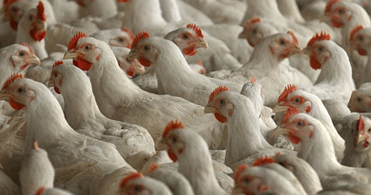الصين تحظر واردات الدواجن الاسبانية بسبب أنفلونزا الطيور