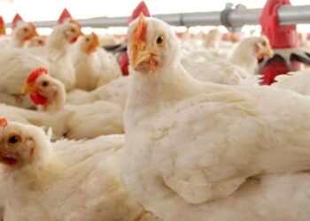 أسعار الدواجن.. الفراخ البيضاء تحافظ على استقرارها وارتفاع الساسو جنيهان اليوم الأحد