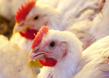 التسمين بـ62 والساسو 104 جنيه.. أسعار الدواجن اليوم الإثنين في المزرعة