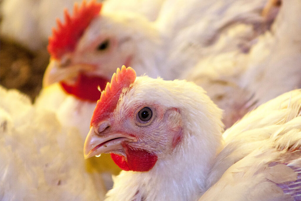 التسمين بـ62 والساسو 104 جنيه.. أسعار الدواجن اليوم الإثنين في المزرعة