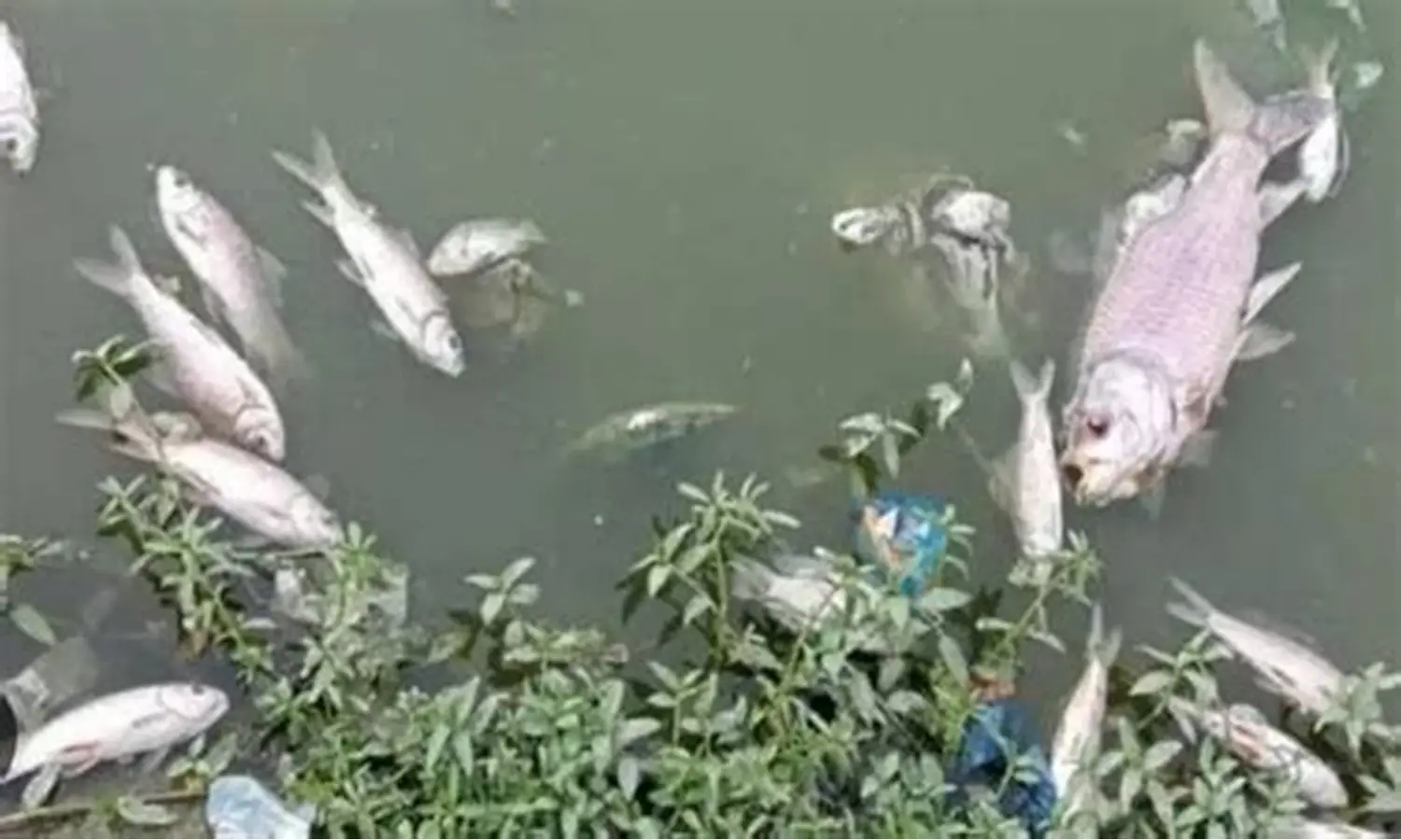 الزراعة ترد علي أزمة نفوق الأسماك في مزارع بحيرة المنزلة