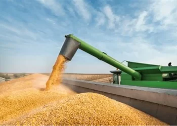 أسعار الذرة