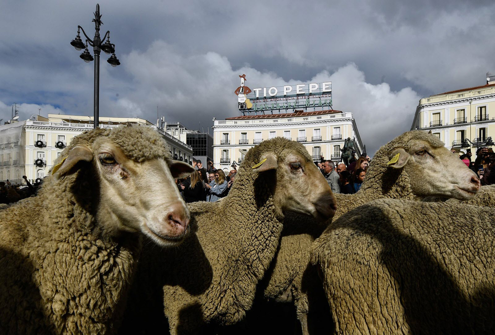 المغرب ينهي الإعفاء الضريبي على استيراد الأغنام والماعز والأبقار اعتباراً من نهاية سبتمبر المقبل