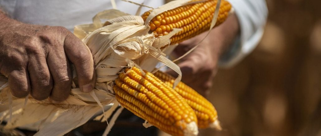 حصاد الذرة في البرازيل يصل للمرحلة النهائية ويكتمل بنسبة 90.2%