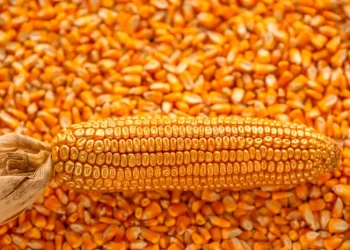صادرات الذرة البرازيلية ترتفع بنسبة 12.5% في أغسطس