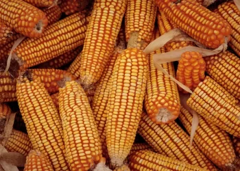 أنور العبد: يكشف القصة كاملة لارتفاع الذرة وموعد وصول أول شحنة قادمة من البرازيل