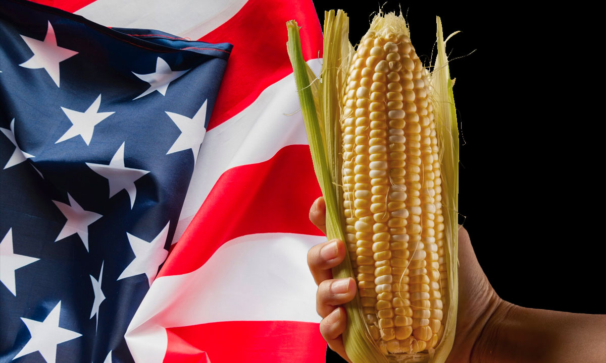 الذرة تستحوذ على 54% من الصادرات الزراعية الأمريكية في عام 2025