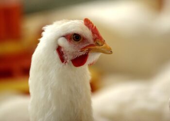 3 جنيهات ارتفاعا في أسعار الدواجن البيضاء والساسو اليوم الأربعاء