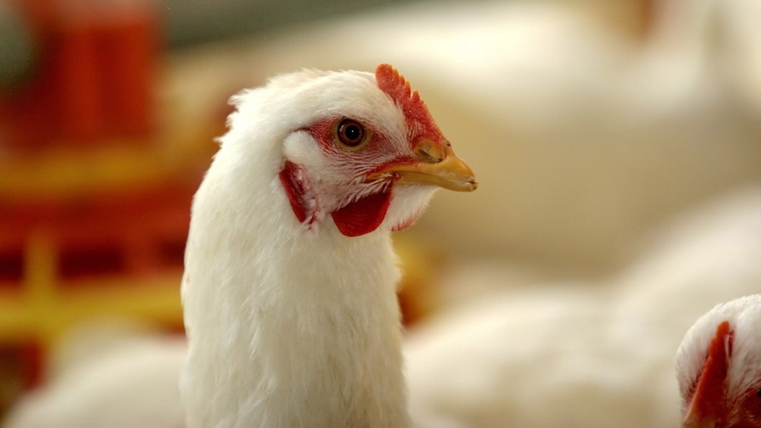 3 جنيهات ارتفاعا في أسعار الدواجن البيضاء والساسو اليوم الأربعاء