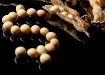 ارتفاع العقود الآجلة لفول الصويا يوم الأربعاء بعد التصحيح في المساحة المزروعة في الولايات المتحدة