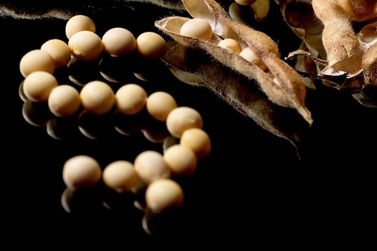 ارتفاع العقود الآجلة لفول الصويا يوم الأربعاء بعد التصحيح في المساحة المزروعة في الولايات المتحدة