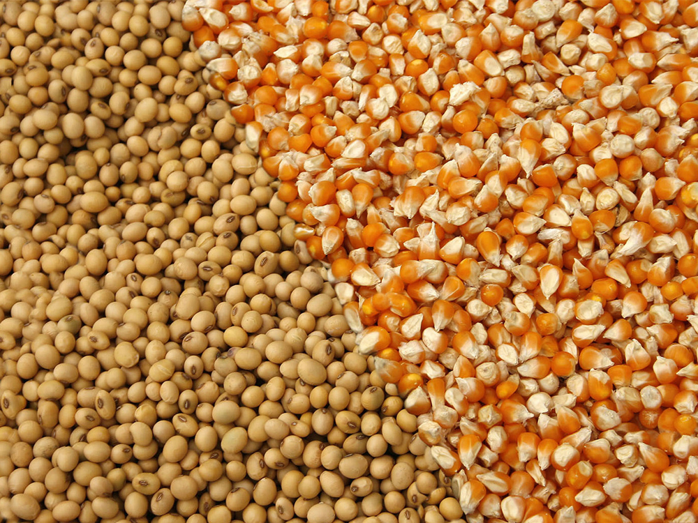 ارتفاع واردات مصر من الذرة وفول الصويا خلال الأشهر الخمس الأولي من عام 2025