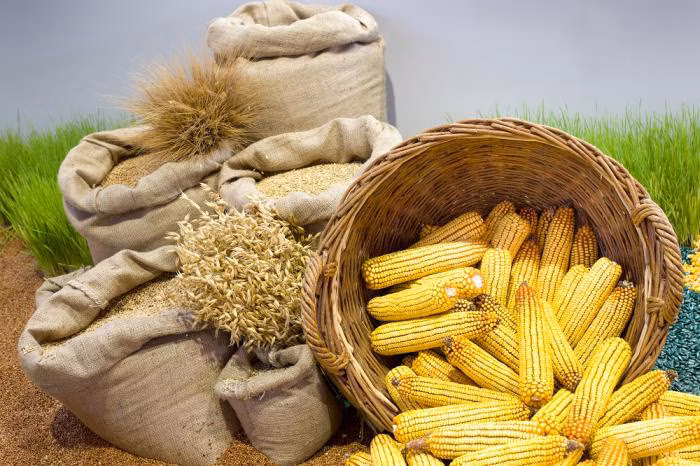 أوكرانيا تتطلع إلى زيادة محصول الحبوب لعام 2025.. وتخطط لزيادة القمح الشتوي لعام 2026