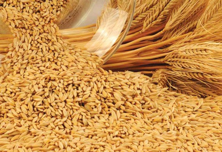 روسيا تصدر 1.3 مليون طن من القمح في النصف الأول من أغسطس