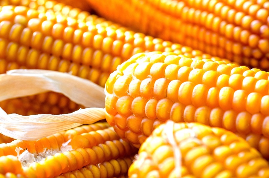 أسعار الذرة للمحصول القديم في السوق الأوكرانية ترتفع بمقدار 5 دولارات/للطن