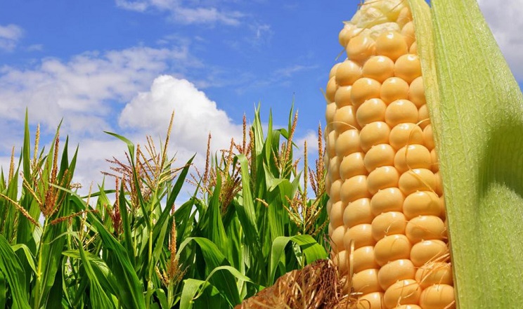 أوكرانيا تحصد 34 مليون طن من الذرة هذا العام