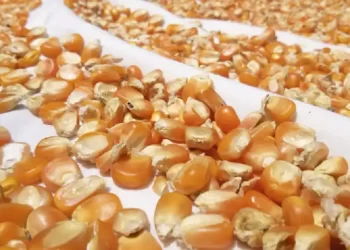 كوريا الجنوبية تشتري 68 ألف طن من الذرة