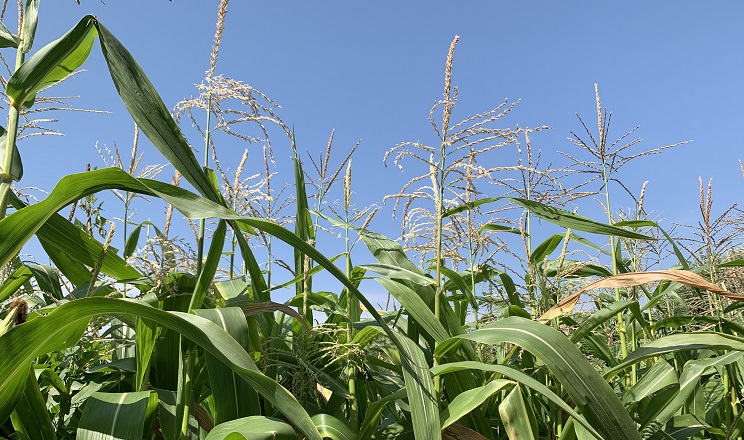 فرنسا تخفض توقعاتها لإنتاج الذرة وترفع محصول القمح