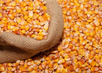 العقود الآجلة للذرة تغلق تعاملات الإثنين مدعومة بارتفاع حاد في أسعار فول الصويا