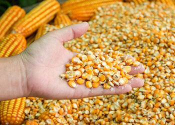 العقود الآجلة للذرة تفتتح تداولات الإثنين بارتفاع لتسجل أعلى سعر منذ شهر