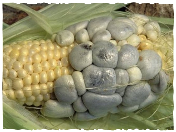 مرض تفحم الذرة