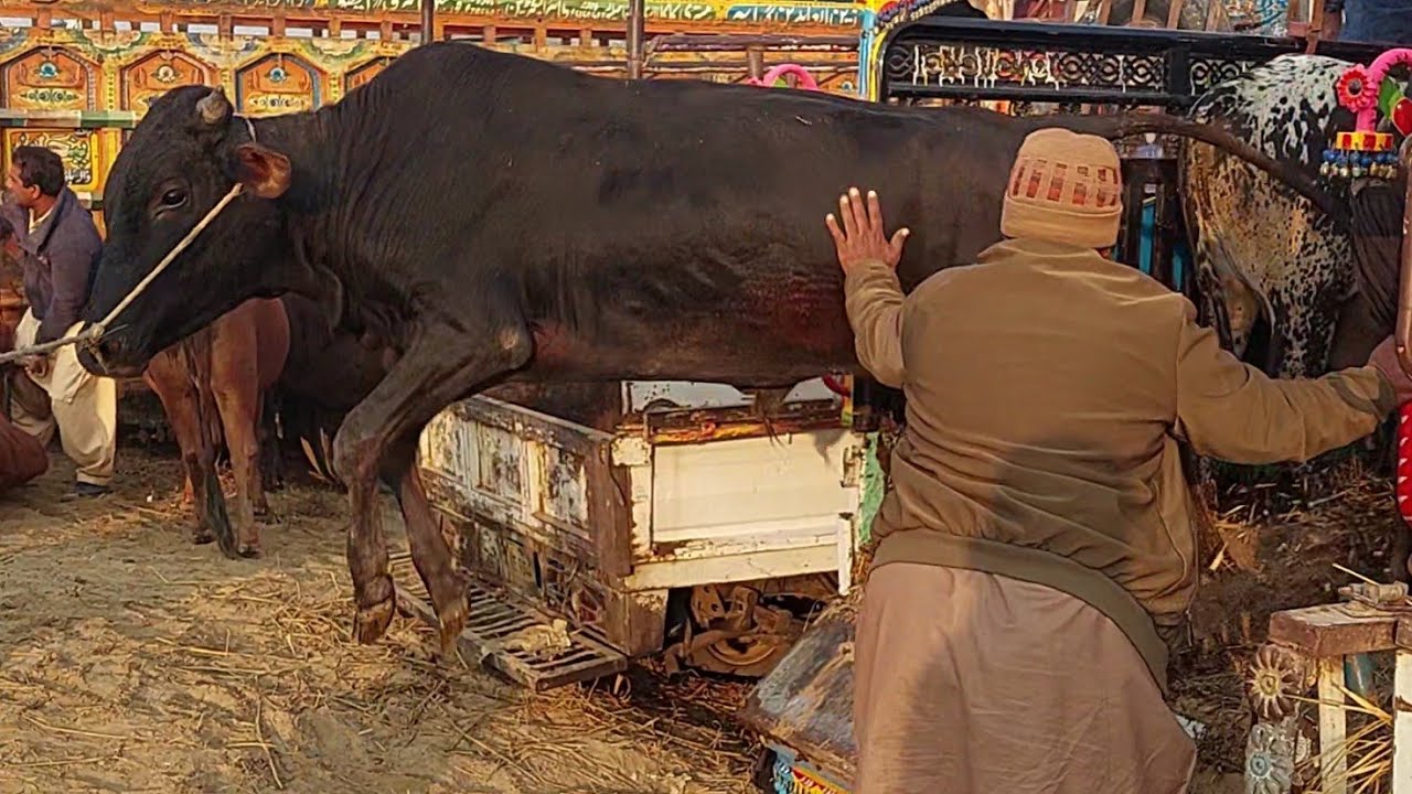 تربية الجاموس المصري