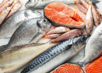 أسعار السمك