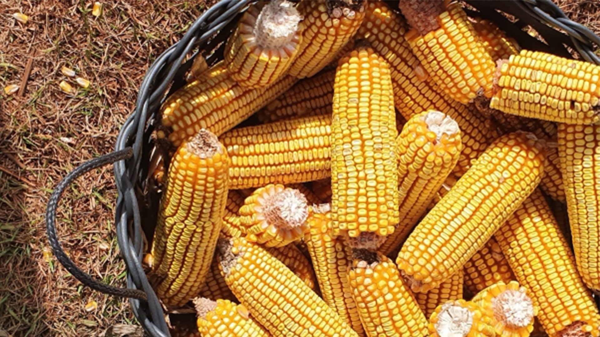 العقود الآجلة للذرة