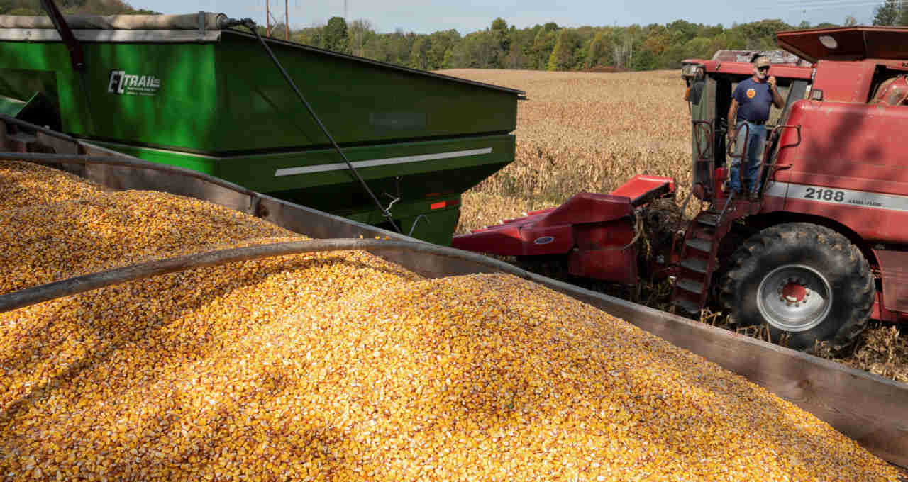 اتحاد مصدري الحبوب البرازيلي يرفع توقعاته لصادرات الذرة في عام 2025