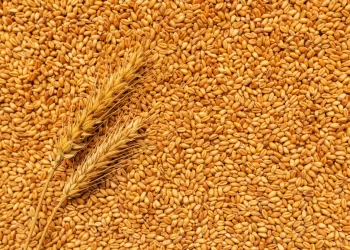 القمح يغلق تداولات الإثنين مرتفعا بدعم إضافي من العقود الآجلة للذرة والآمال في مبيعات التصدير