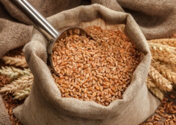 أسعار القمح الروسي آخذة في الانخفاض بمقدار 3 دولارات الأسبوع الماضي