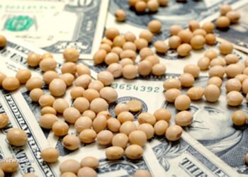 ارتفاع العقود الآجلة لفول الصويا يوم الأربعاء وسط مكاسب في العقود الآجلة لفول الصويا