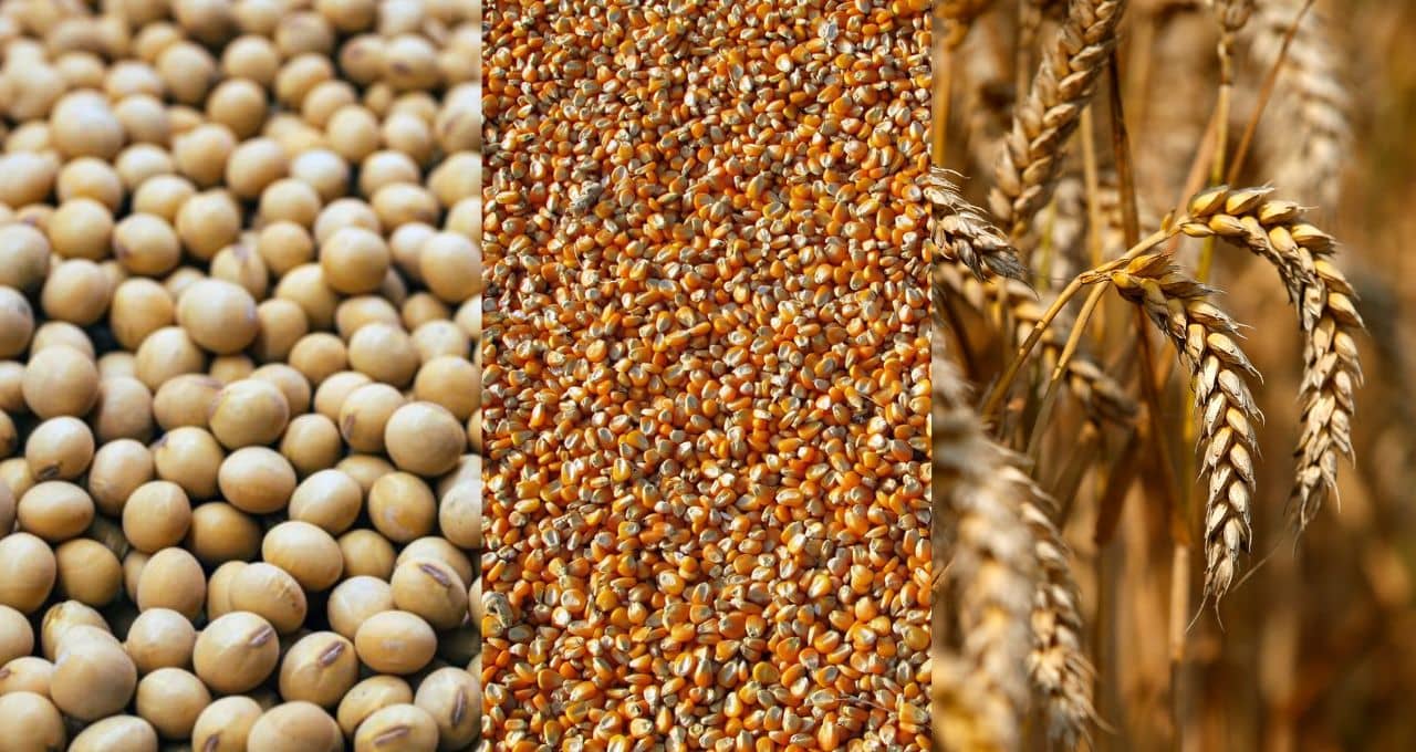 الولايات المتحدة: تراجع شحنات فول الصويا والذرة والقمح الأمريكية هذا الأسبوع