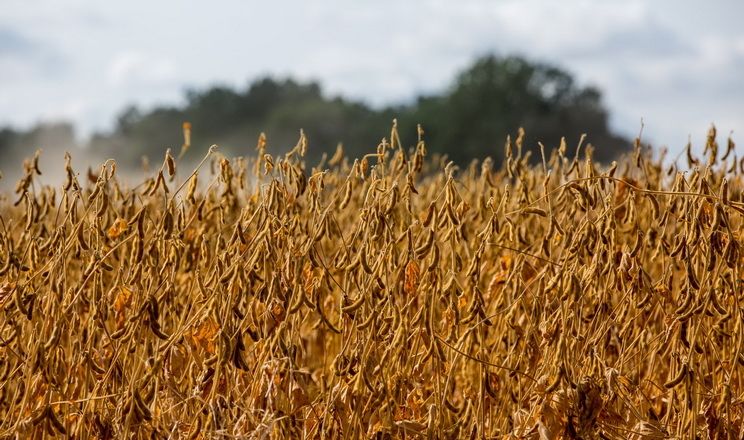 من أجل زراعة فول الصويا.. البرازيل تستعد لقطع غابات الأمازون